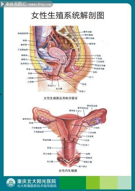 女子解剖视频在线观看,在线观看女性身体结构教学视频